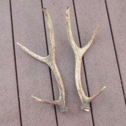 2 BOIS CORNES DE CERF