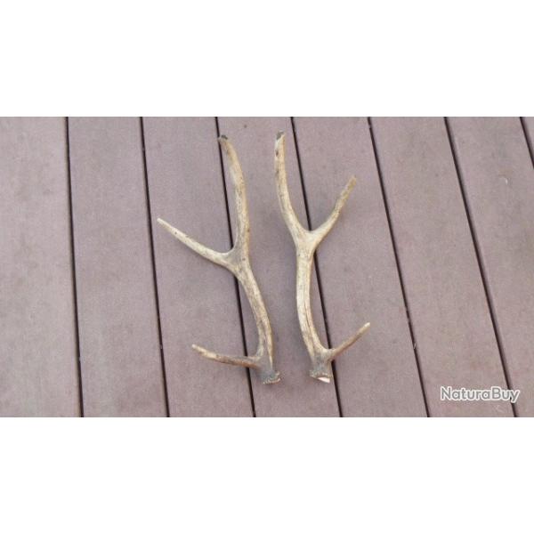 2 BOIS CORNES DE CERF