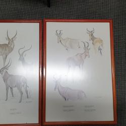 Set de 12 Illustrations Roland Ward /Clare Abbot complet