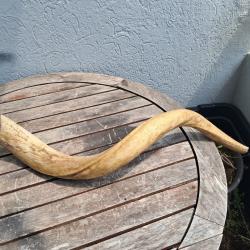 Corne de grand koudou ; Tragelaphus strepsiceros ; noyau osseux #3005