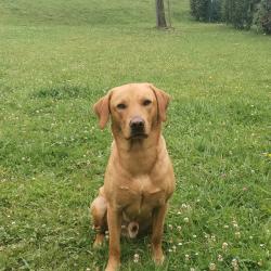 LABRADOR du retriever 3 ans disponible pour Saillie