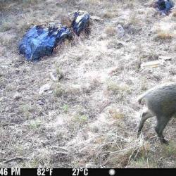 Action gros gibiers chasse du dimanche