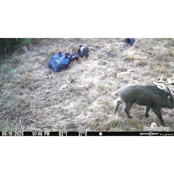 Action gros gibiers chasse du dimanche