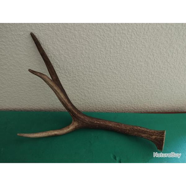 MORCEAU BOIS MUES CERF DE 59CM COUTELLERIE USAGE DIVERS