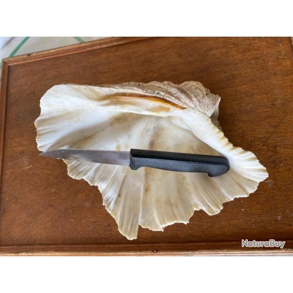 COUTEAU  BEC D OISEAU  4     2025   N