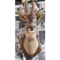 Trophée - magnifique tête de chevreuil mâle naturalisée.