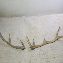 2 bois de cerfs