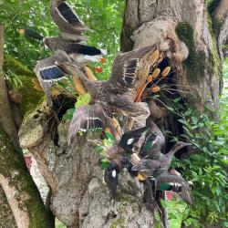 Taxidermie, collection privée, couple de colvert, et de sarcelles