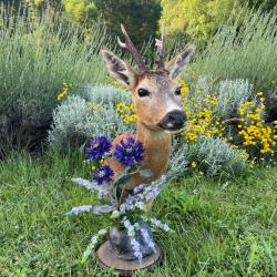 Taxidermiste, collection privée, brocard en piédestal avec décor