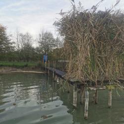 Chasse/action au canard