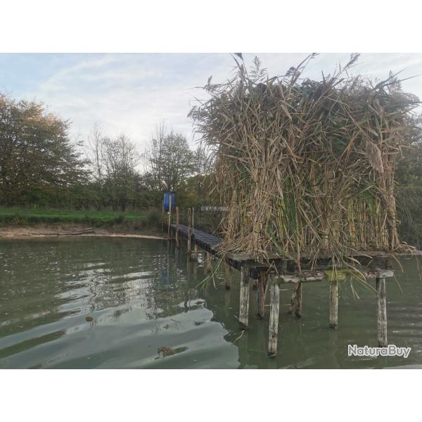Chasse/action au canard