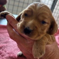 COCKER ANGLAIS Chiots LOF