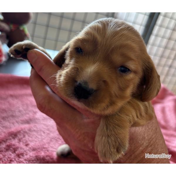COCKER ANGLAIS Chiots LOF