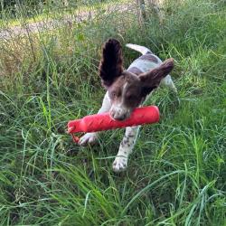 SPRINGER ANGLAIS Chiots de 2 à 6 mois LOF