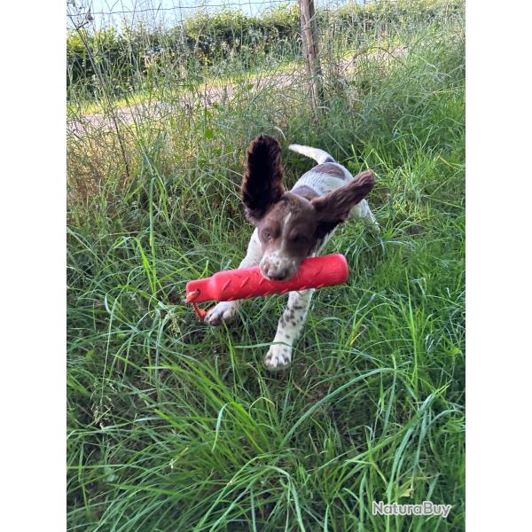 SPRINGER ANGLAIS Chiots de 2  6 mois LOF