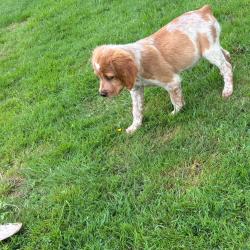 EPAGNEUL BRETON CHIOTS DE 2 MOIS LOF