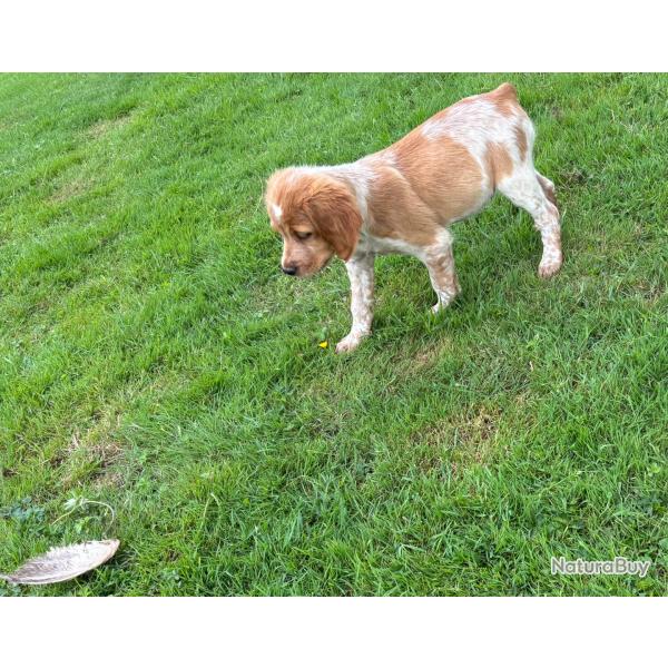 EPAGNEUL BRETON CHIOTS DE 2 MOIS LOF