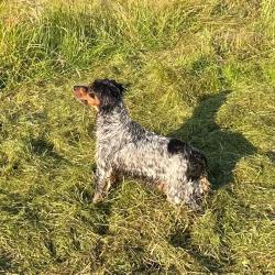 DRESSAGE CHASSE