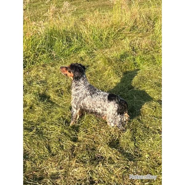 DRESSAGE CHASSE