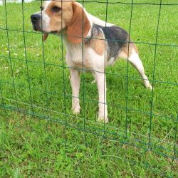 Chien beagle