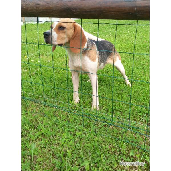 Chien beagle