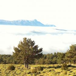 CHASSE A L'ANNEE ESPAGNE ARAGON PRICIPALEMENT BECASSE LIEVRE
