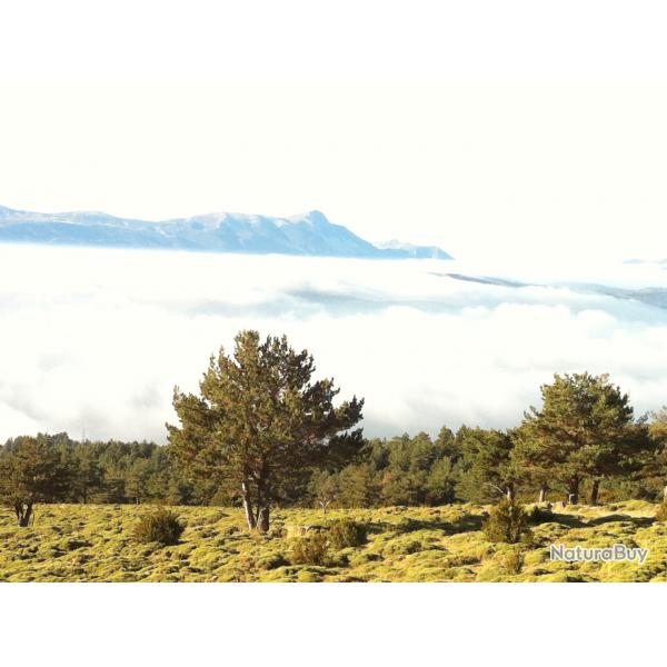 CHASSE A L'ANNEE ESPAGNE ARAGON PRICIPALEMENT BECASSE LIEVRE