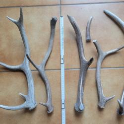 Lot de 5 bois de cerf de petite taille