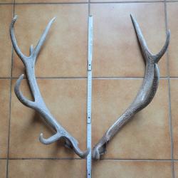 Paire de bois de cerf 12 cors de taille moyenne