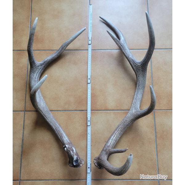 Paire de bois de cerf 11 cors