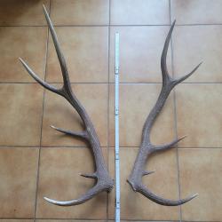 Lot de 2 bois de cerf 10 cors de grande taille
