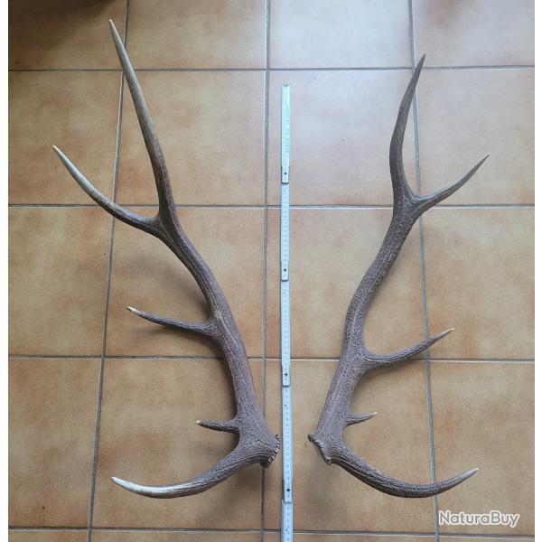 Lot de 2 bois de cerf 10 cors de grande taille