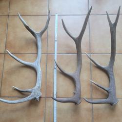 Lot de 3 bois de cerf dix cors trouvés en montagne
