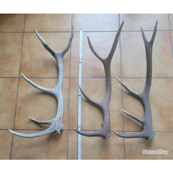 Lot de 3 bois de cerf dix cors trouvs en montagne