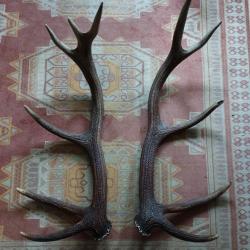 BELLE GROSSE PAIRE BOIS DE CERF 12 CORS IRREGULIERS 80CM