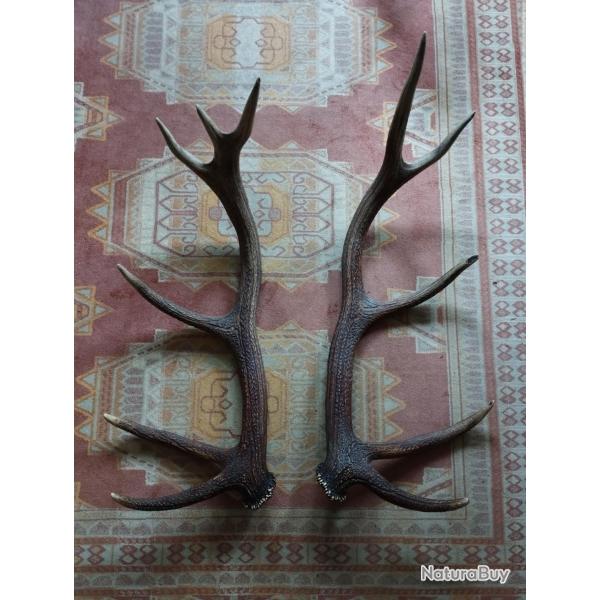 BELLE GROSSE PAIRE BOIS DE CERF 12 CORS IRREGULIERS 80CM