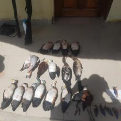 CHASSE À PASSA ( SÉNÉGAL )