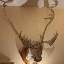 Tête caribou naturaliséeGrande taille