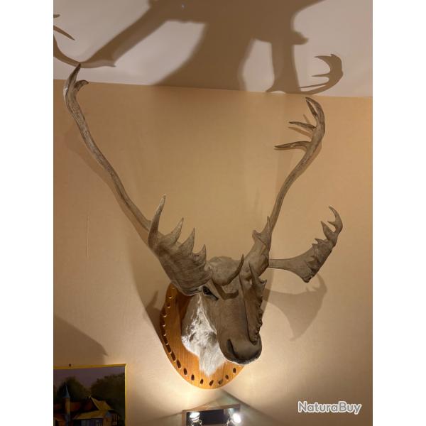 Tte caribou naturaliseGrande taille