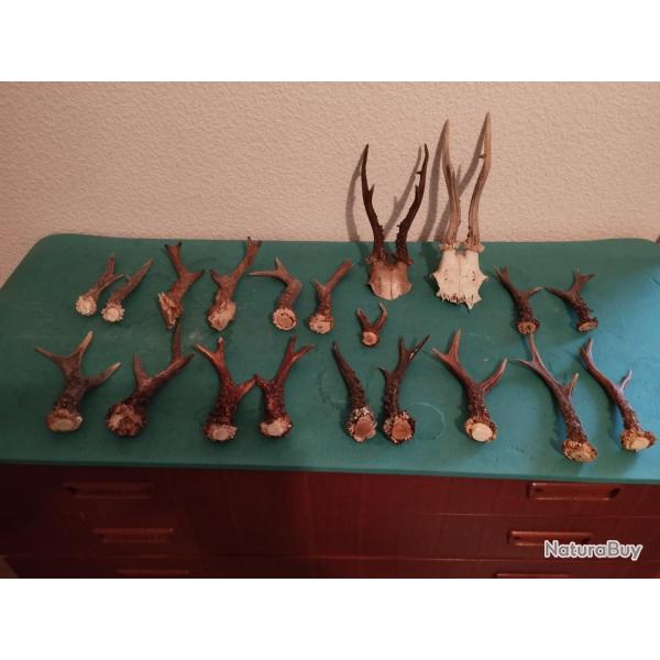 GROS LOT BOIS CHEVREUIL BROCARD