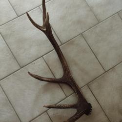 BOIS MUE DE CERF 6 CORS A EMPAUMURE DE 66CM