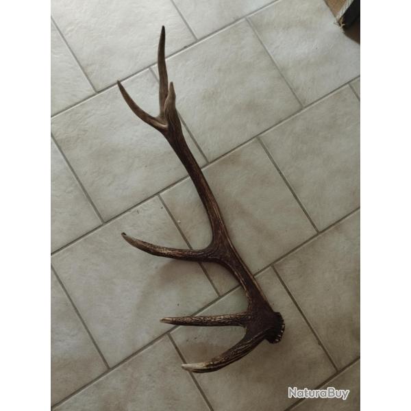 BOIS MUE DE CERF 6 CORS A EMPAUMURE DE 66CM