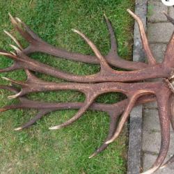 2 grandes paires de bois de cerfs - 7900 grs
