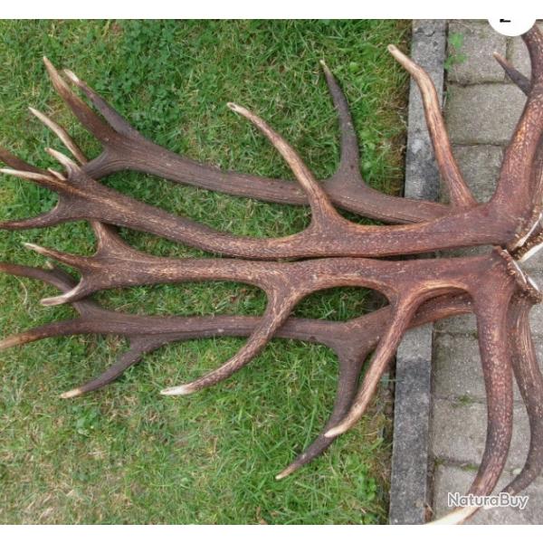 2 grandes paires de bois de cerfs - 7900 grs