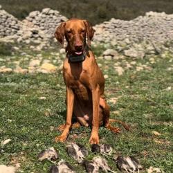 CHASSE PREMIUM DE CAILLES AU COTO LA COSTERETA
