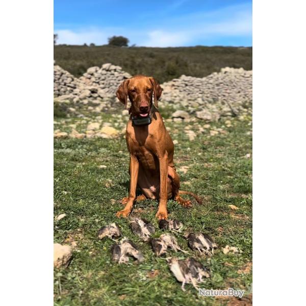CHASSE PREMIUM DE CAILLES AU COTO LA COSTERETA