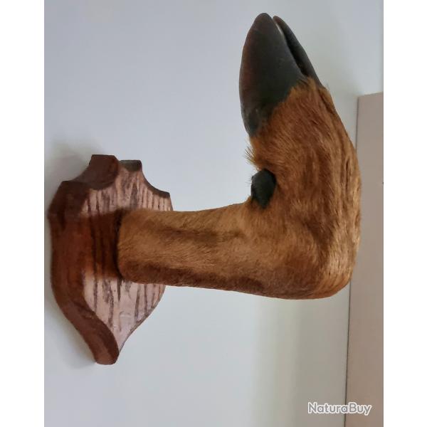 Patte de chevreuil 1954 ancien trophe de chasse solognot taxidermie