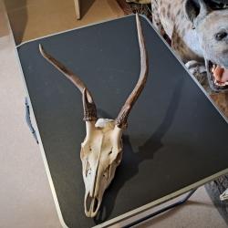 Crâne de cerf sika tête bizarde ; Cervus nippon