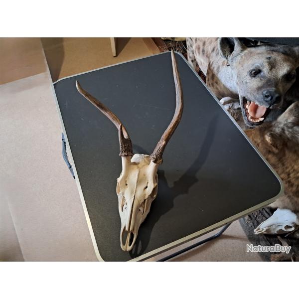 Crne de cerf sika tte bizarde ; Cervus nippon