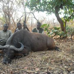 GRANDE CHASSE EN REPUBLIQUE CENTRAFRICAINE
